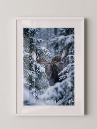 Winterlicher Elch Wald