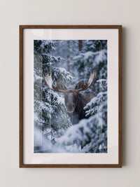 Winterlicher Elch Wald