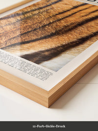 Tigerfell Nahaufnahme Strukturen