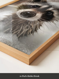 Waschbär Seifenschaum Nahaufnahme