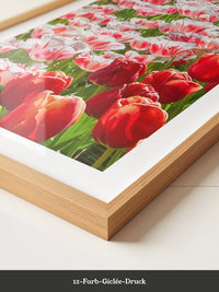 Tulpenmeer Rot Weiß