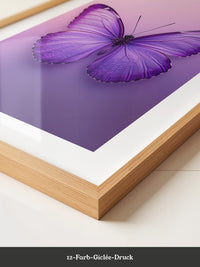 Schmetterling Lila Symmetrie