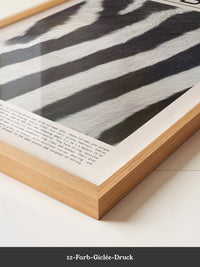 Zebrastreifen Felltextur