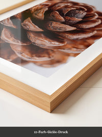 Zapfen Nahaufnahme Holzstruktur
