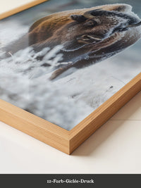 Bison Winterlandschaft Frostig