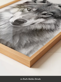 Wolf Porträt Nahaufnahme S/W