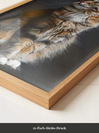 Maine Coon Katze elegant