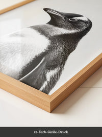 Pinguin Kopf Nahaufnahme S/W