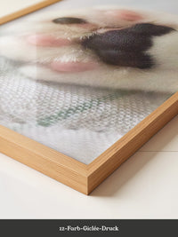 Hunde Pfote Nahaufnahme Pastell