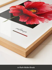 Rote Mohnblüte Aquarell Rahmen