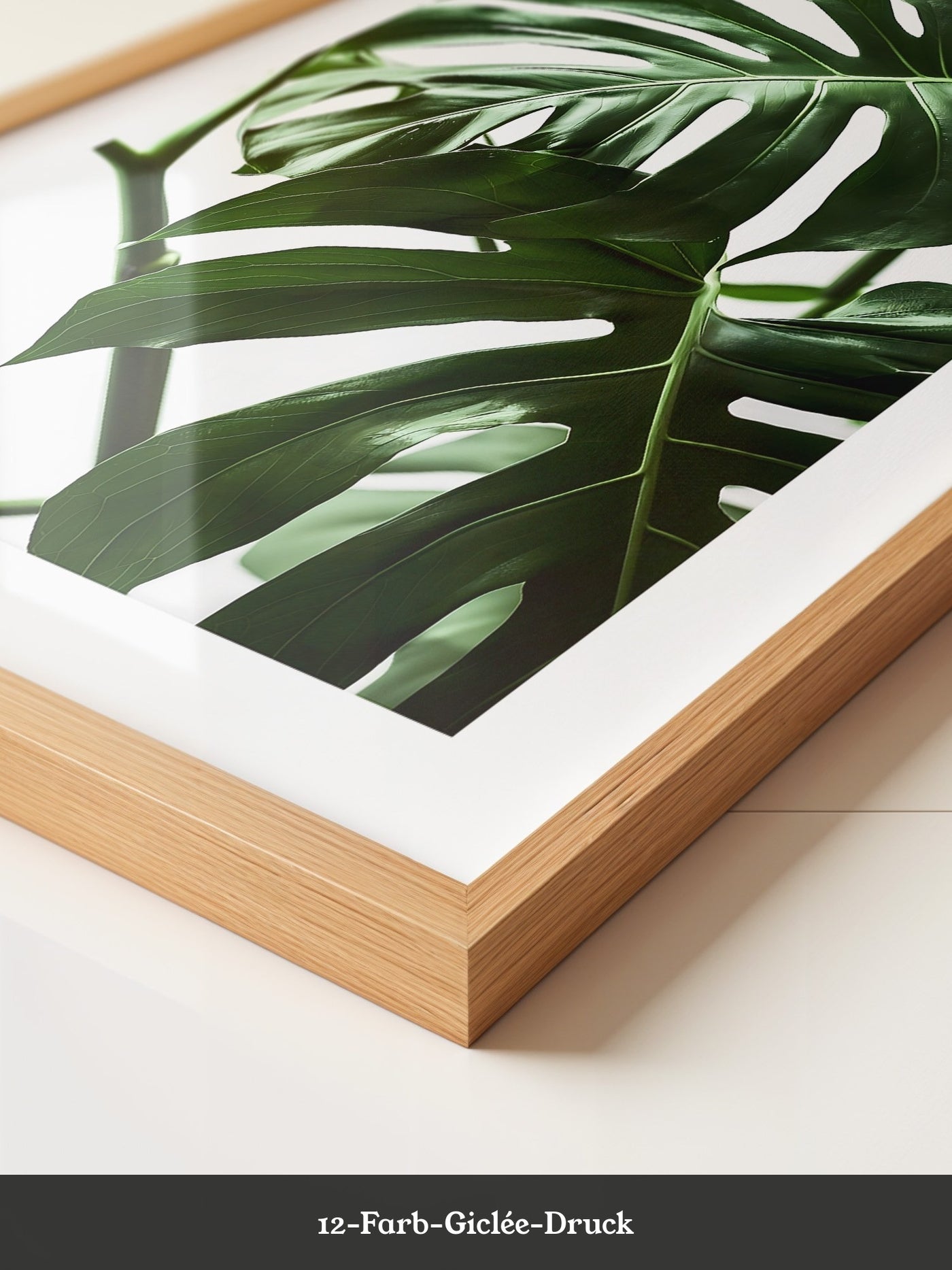 Monstera im Rampenlicht