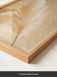 Pampasgras Beige Schatten