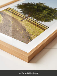 Baumallee Zaun Schattenspiele
