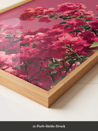 Bougainvillea Rosa Grafik