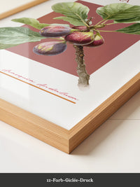 Feigenzweig Botanisch Rötlich