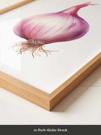 Rote Zwiebel Illustration Pastell