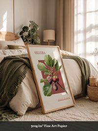 Feigenzweig Botanisch Rötlich
