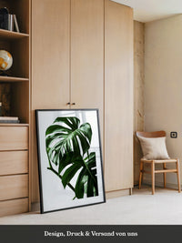 Monstera im Rampenlicht