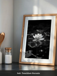 Lotusblüte Schwarzweiß Fotografie
