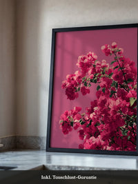 Bougainvillea Rosa Grafik