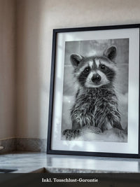 Waschbär Schaum Schwarzweiß
