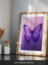 Schmetterling Lila Symmetrie