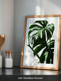 Monstera im Rampenlicht