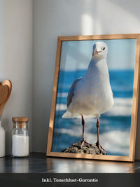 Möwe Küste Nahaufnahme