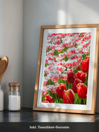 Tulpenmeer Rot Weiß