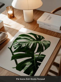 Monstera im Rampenlicht